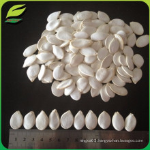 2016 new crop snow white pumpkin seeds, gws pumpkin kernels